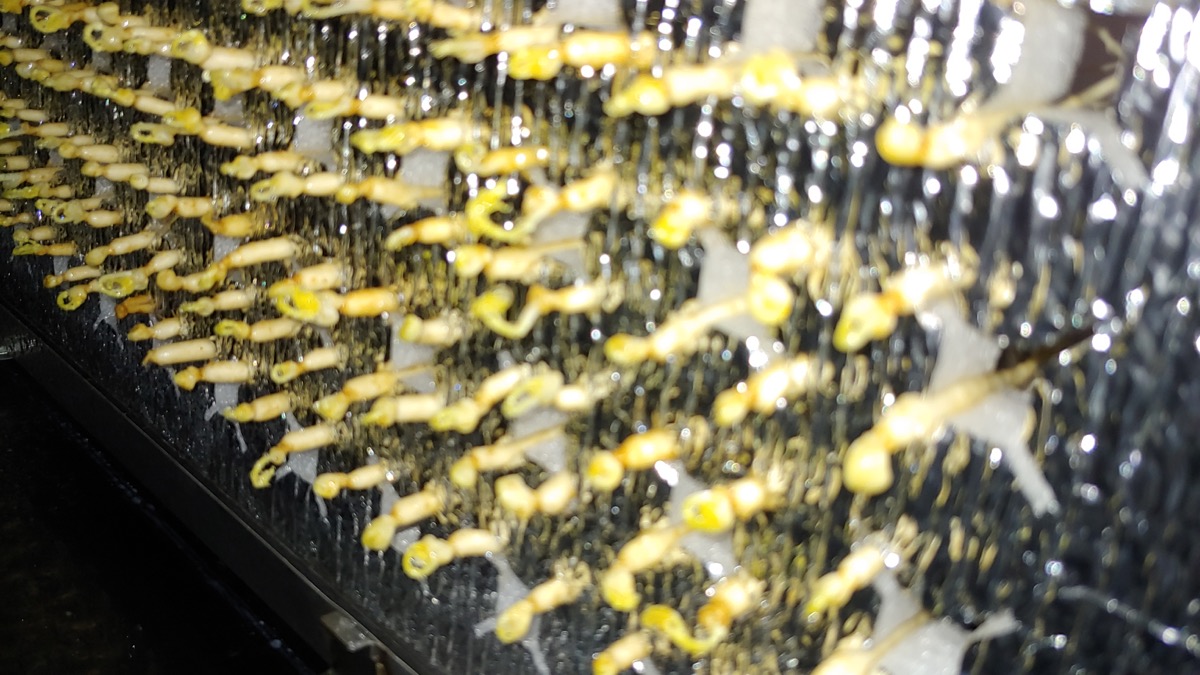 인삼 뿌리 배양